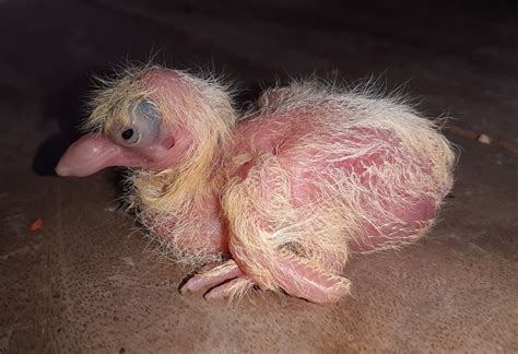 Hatchling Pigeon Funny Animals - Free photo on Pixabay - Pixabay