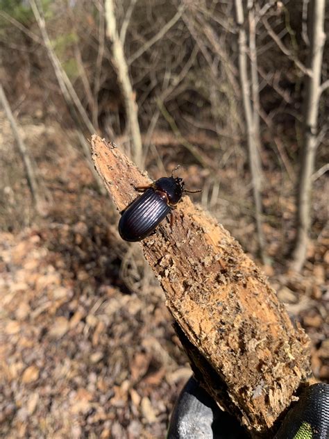 Finding these in rotting logs. What are they? Southern VA : r/whatsthisbug