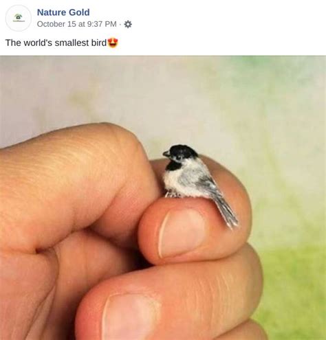 Is This a Photo of a Zunzuncito, the World's Smallest Bird? | Miniature ...