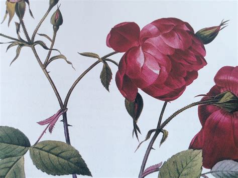 P.J. Redoute Redoute's Roses RÓŻE rzadki album! - 7693675620 ...
