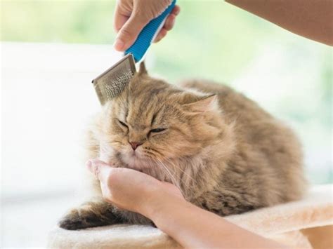 Cat Matted Fur: 12 Tips & Tricks To Demat Your Cat - The Goody Pet