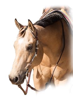 Buckskin Horses | American Buckskin Registry Associaiton | Tulsa, OK