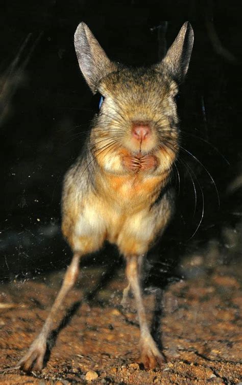 Greater-Egyptian-Jerboa - Learn About Nature