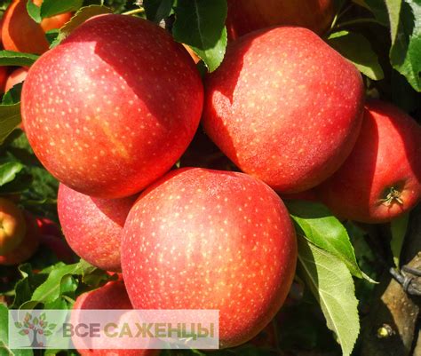Цена на Яблоня Гала Маст - купить саженцы