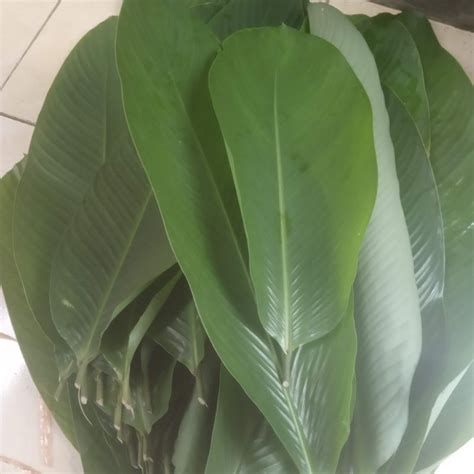 jual daun patat segar gr shopee indonesia