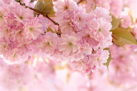 Cherry Blossom Spring Background Stock Photo - Download Image Now ...
