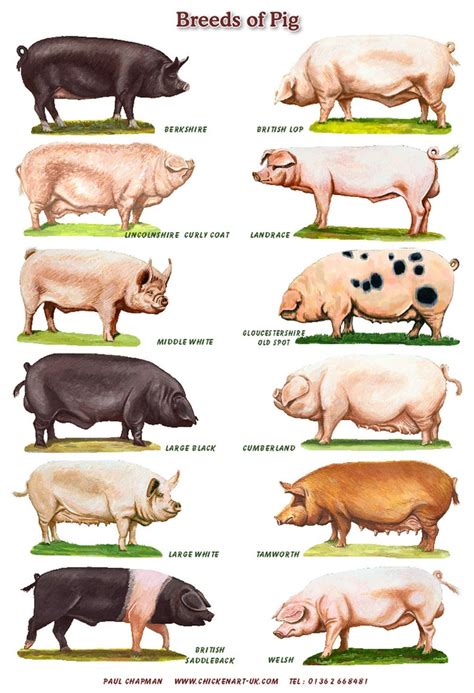 A4 Posters. Breeds of Pigs - Etsy | Pig breeds, Pig farming, Pet pigs