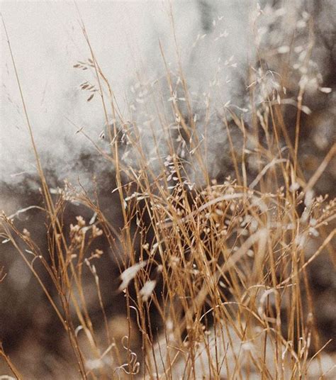 Harvest Aesthetic