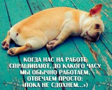 Pin by Tanya Melnichuk on прикол | Funny animals, Man humor, Russian humor