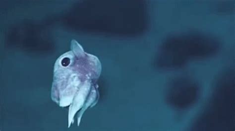 squid gifs tenor