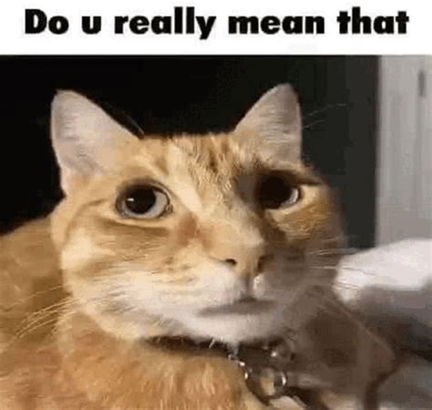 Do You Really Mean That Do You Really Mean That Cat GIF – Do you really ...