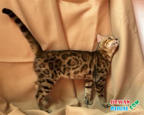 nama untuk kucing bengal