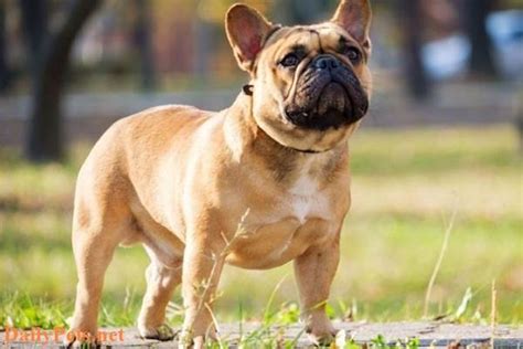 French BullDog breed - Origin, Characteristic, Personality, Care ...