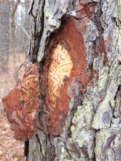 Landscape: Southern Pine Beetle | Center for Agriculture, Food, and the ...