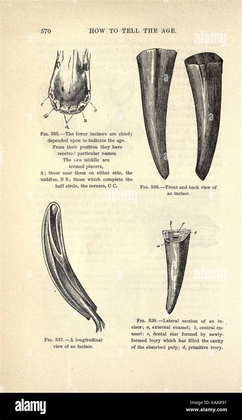 The art of taming and educating the horse (Page 570) BHL23190629 Stock ...