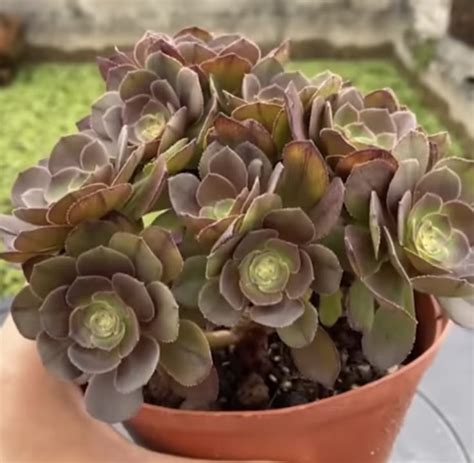 Gardener shares simple tips for propagating succulents the easy way