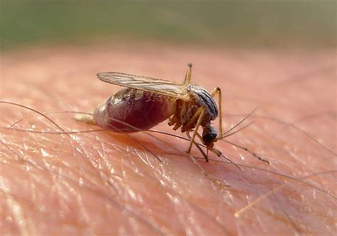 las claves  identificar tipos de picaduras el picor  es preocupante