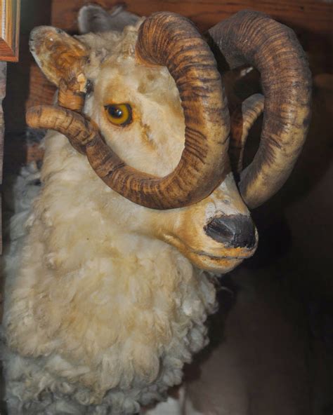 The Carpetbagger: North Carolina Taxidermy Hall of Fame, Creation and