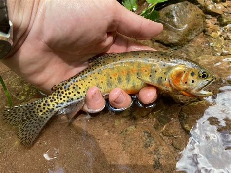 Bonneville Cutthroat Trout Habitat