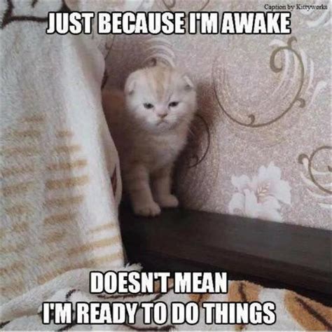 44 Funny Animal Memes With Captions - Animal Photos with Funny Captions