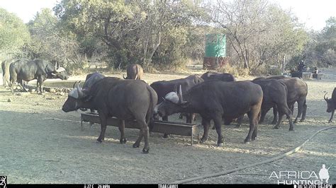 South Africa Trail Cam Pictures African Porcupine | AfricaHunting.com
