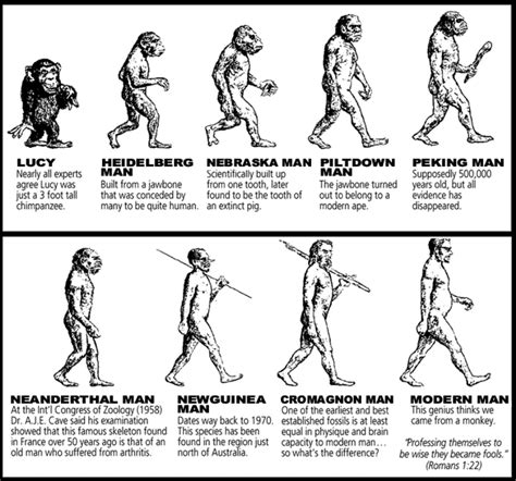 evolution Evolution Science, Theory Of Evolution, Human Evolution ...