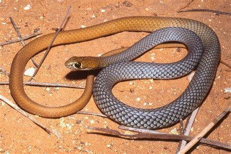 A new breed of venomous snake has been discovered in Australia
