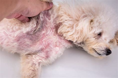 Hautkrankheiten beim Hund: Symptome und Ursachen | zooplus