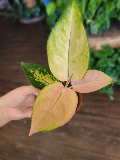 Aglaonema 'Spitfire' 4" | Plantstay | Gainesville Houseplant Shop