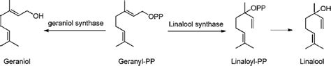 formation  geraniol  linalool   scientific diagram