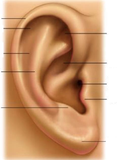 Pinna Diagram | Quizlet