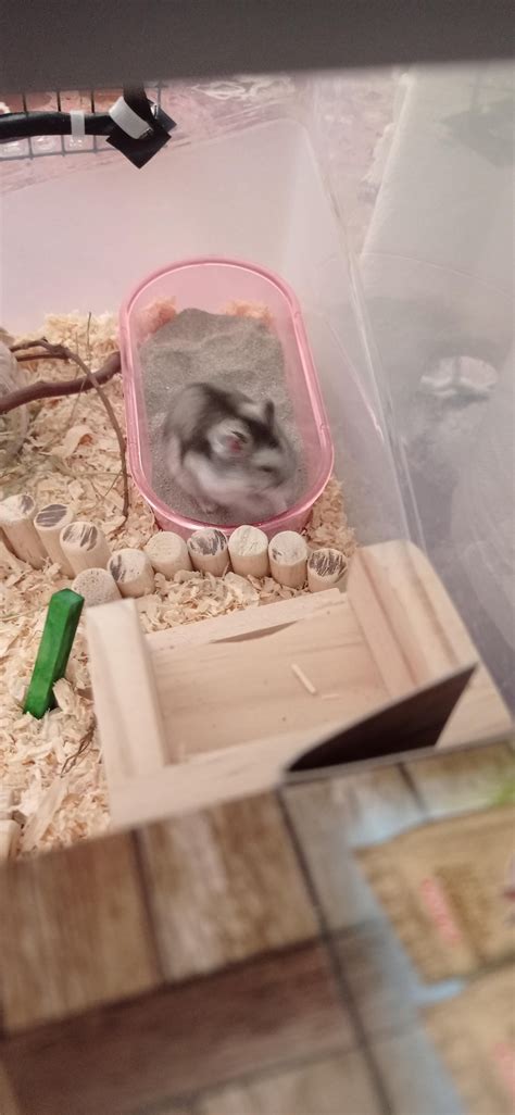 how to hamster biting cheap 7