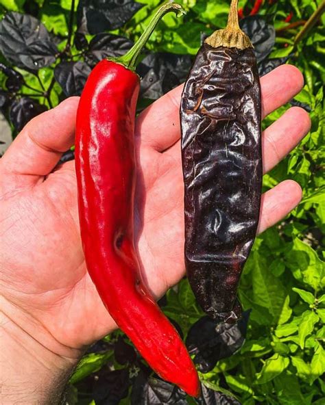 types  pepper plants  grow urban farm  kitchen