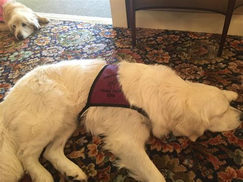 Many Beaver Dam funeral homes now offer therapy dogs for grief 10