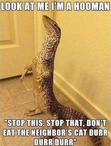 Funny Lizard Memes