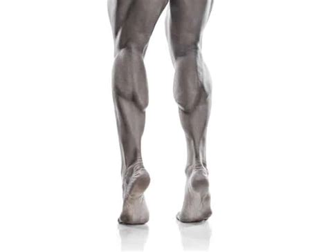 calf anatomy    calf muscles