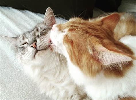 Cute Animal Photos: 30 Pics So Adorable You'll Literally Melt — Best Life