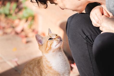 mudah memanggil kucing  cepat datang