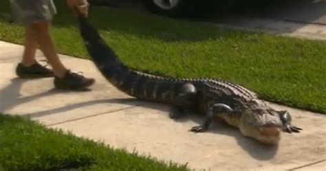 Gator Boys' Paul Bedard Put Skills to Use Hauling Gator from Family’s ...