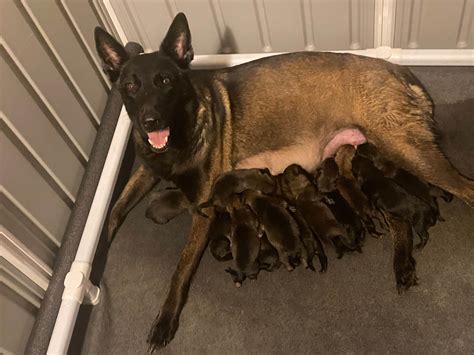 Belgian Malinois Puppies For Sale