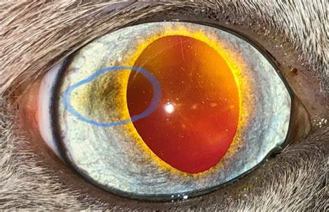 Feline Corneal Sequestrum Unveiled: A Matter of Corneal Life and Death