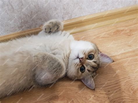 Premium Photo | British shorthair cat golden chinchilla