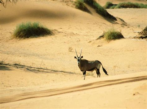 Namib Desert - Wikipedia, the free encyclopedia | Namib desert, Deserts of the world, Desert travel