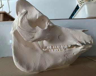 Kunekune Pig Real Skull - Etsy