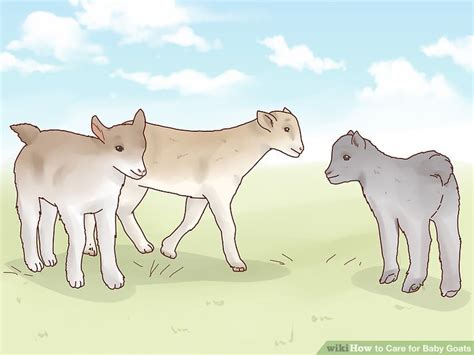 How to Care for Baby Goats: 15 Steps (with Pictures) - wikiHow