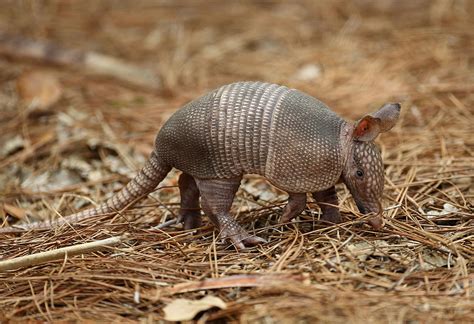 Fun Facts About the Texas Armadillo