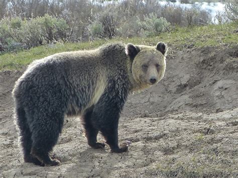 Finding Grizzly Bears in Yellowstone - The Good, The Bad and the RV