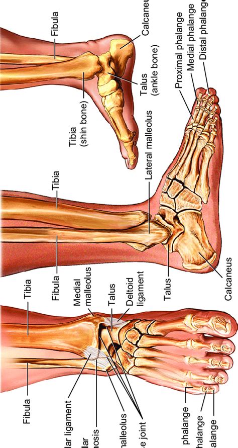 Ankle Bones Diagram