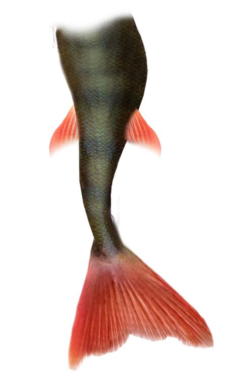 mermaid tail png pic transparent hq png  freepngimg