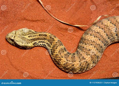 common death adder stock image cartoondealercom